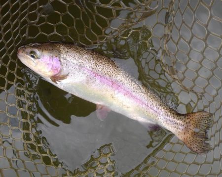 大安トラウトレイク釣果